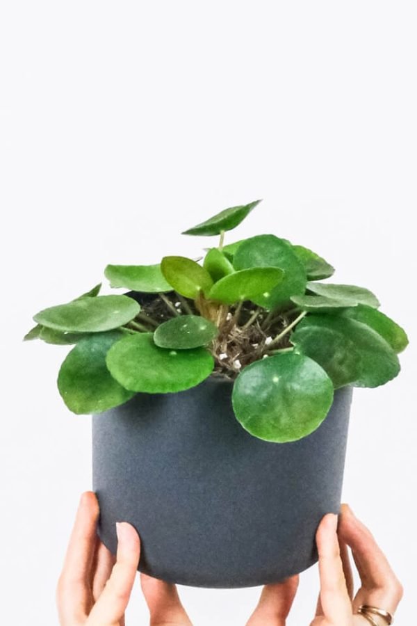 Peperomia Lemon Lime – Image 2